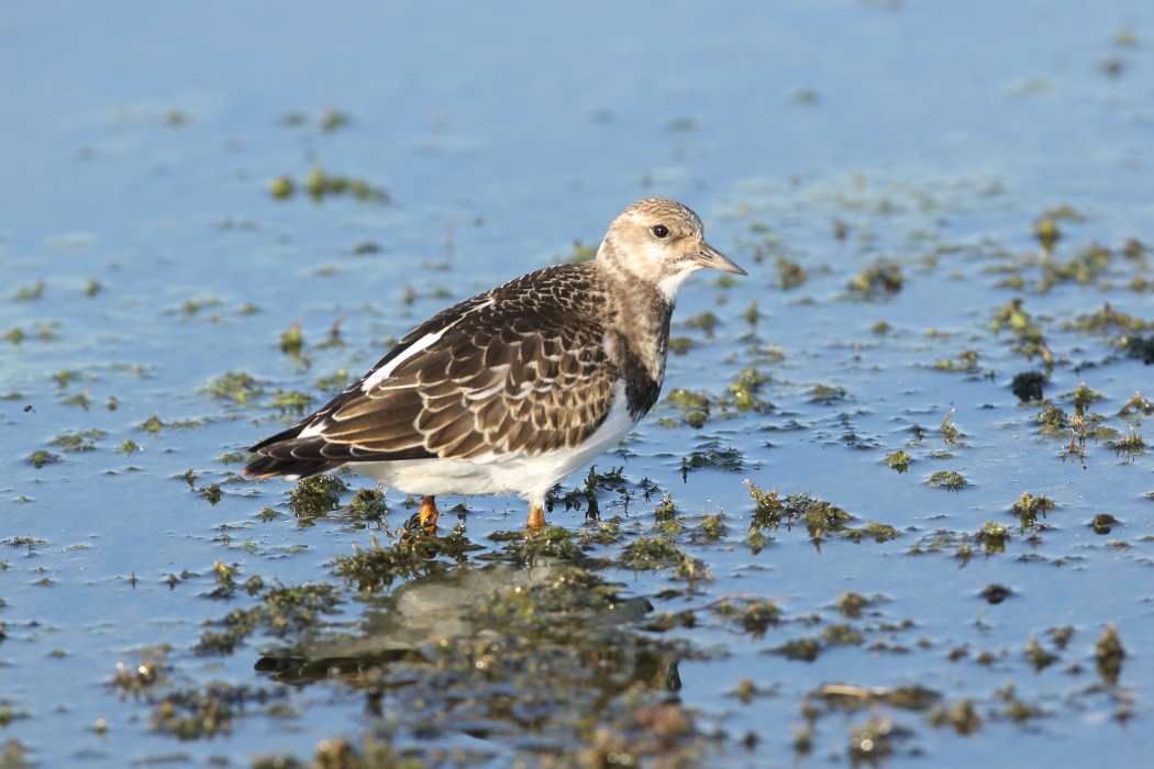 Ruddy Turnstone