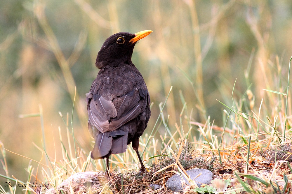 Common Blackbird