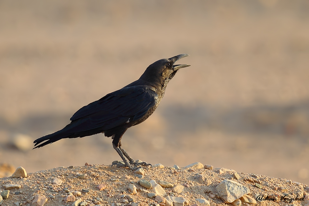 Brown-necked Raven