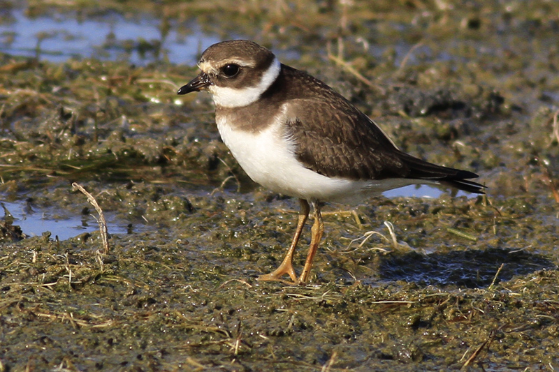 Common Ringed Plover
