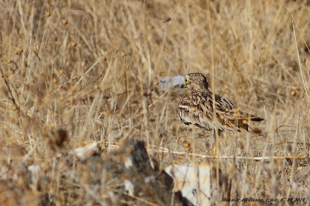 Eurasian Stone-curlew