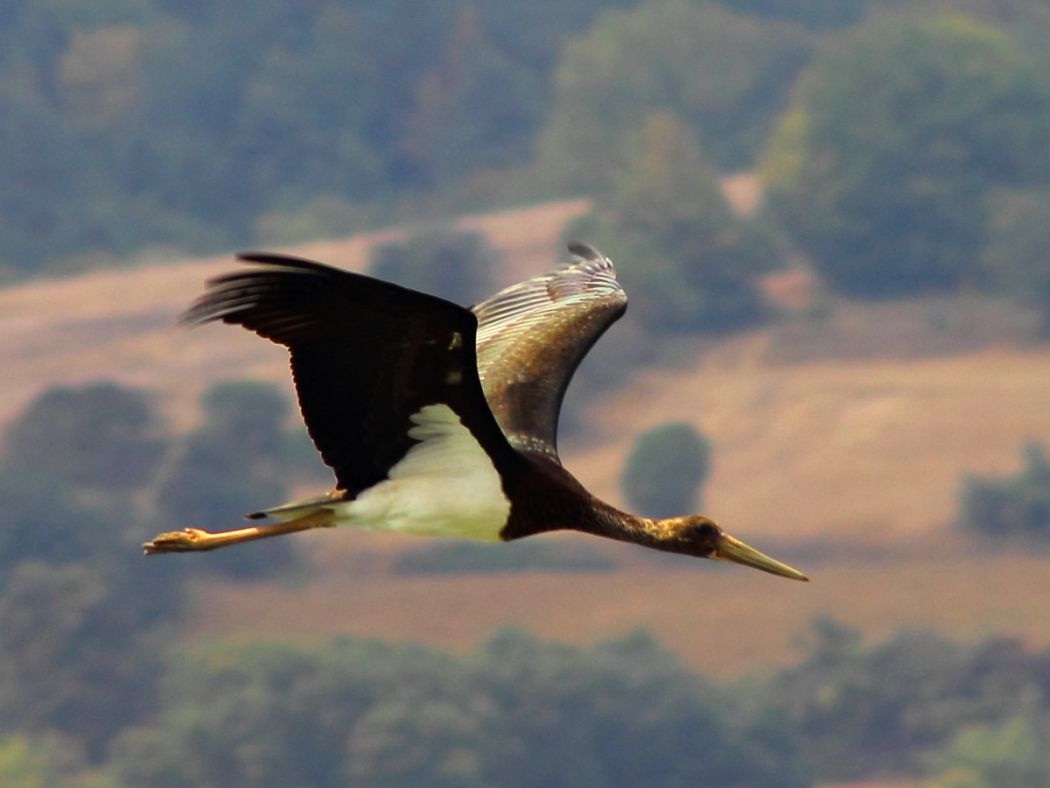 Black Stork