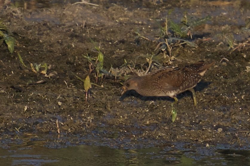 Spotted Crake