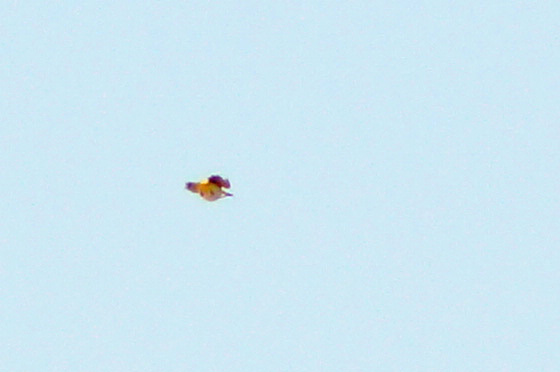 Eurasian Golden Oriole