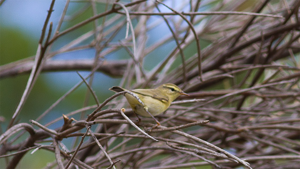 Willow Warbler