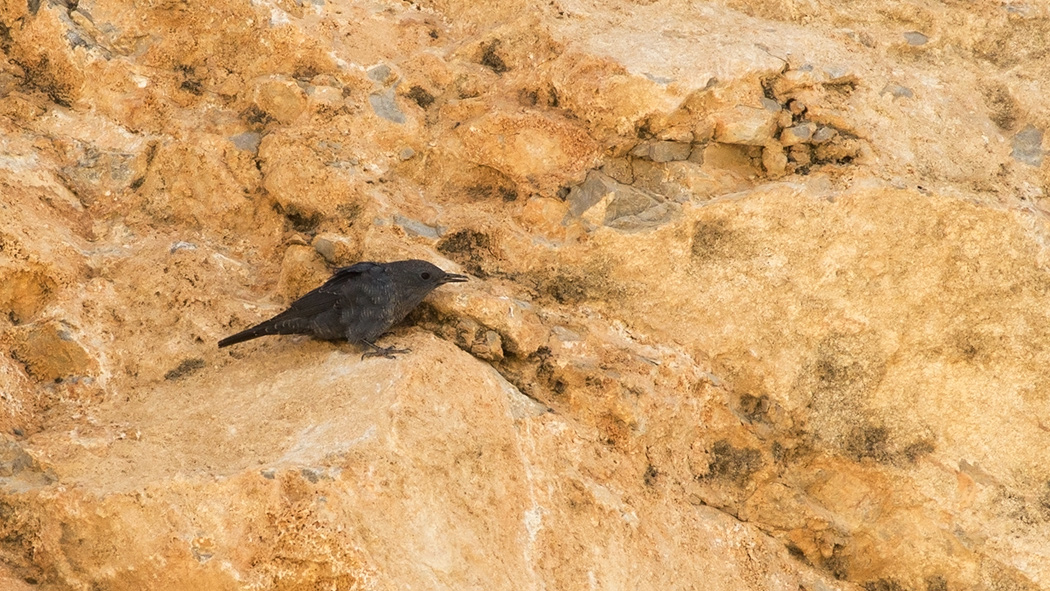 Blue Rock Thrush