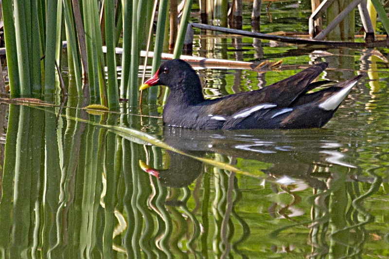Common Moorhen