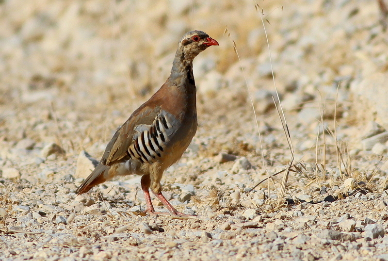 Chukar Partridge