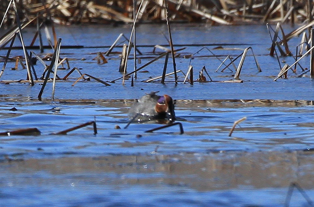 Eurasian Teal