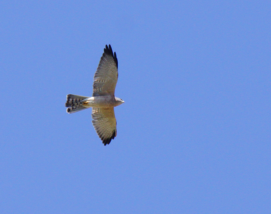 Levant Sparrowhawk