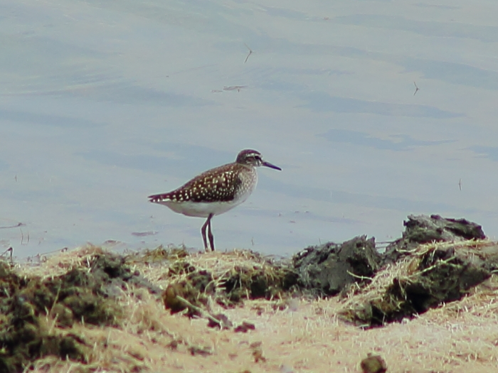 Wood Sandpiper