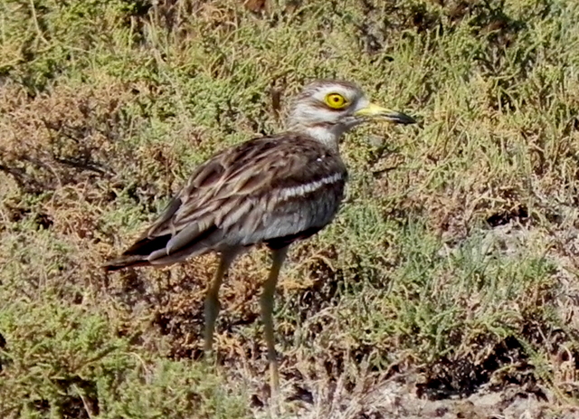 Eurasian Stone-curlew