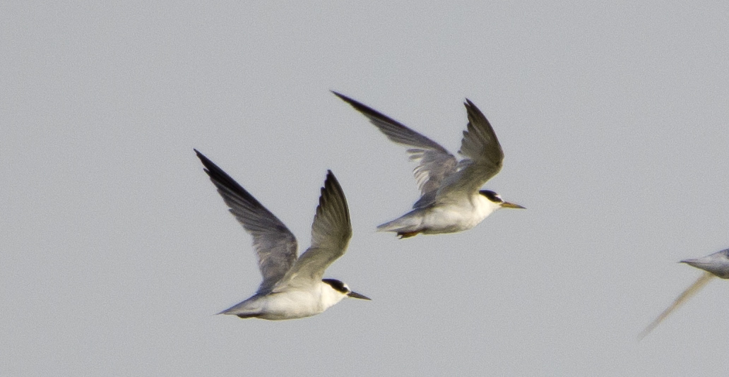 Little Tern