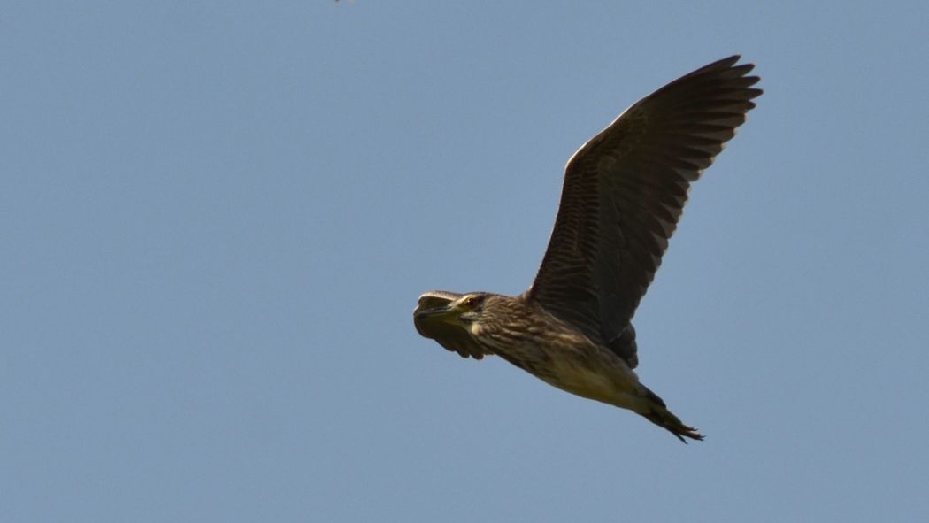 Black-crowned Night Heron