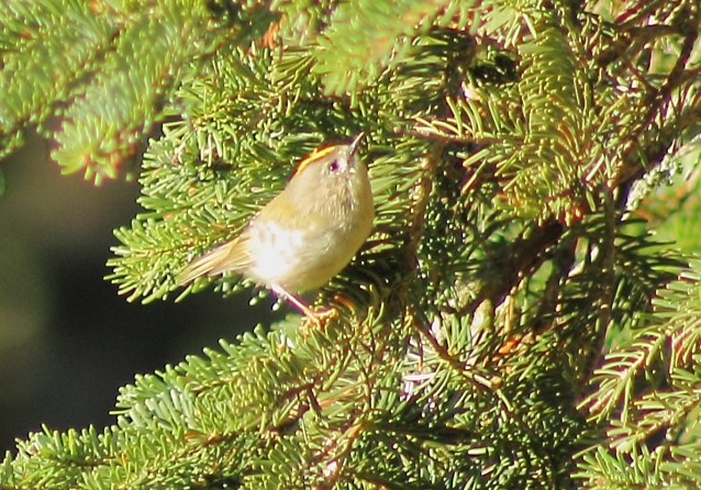 Goldcrest