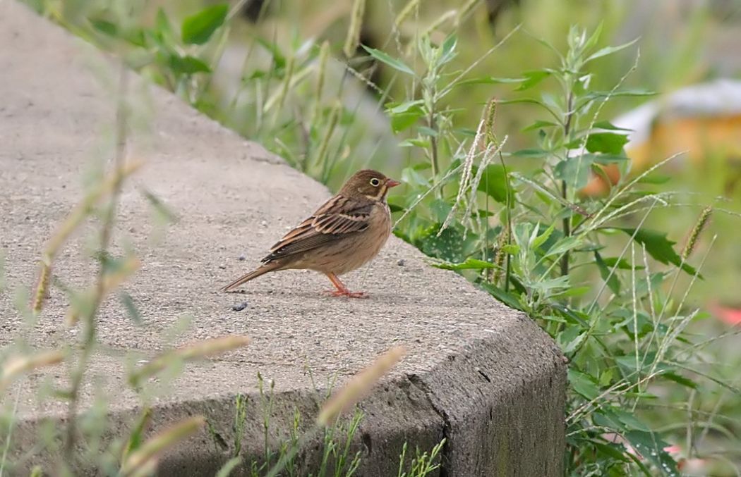 Ortolan Bunting
