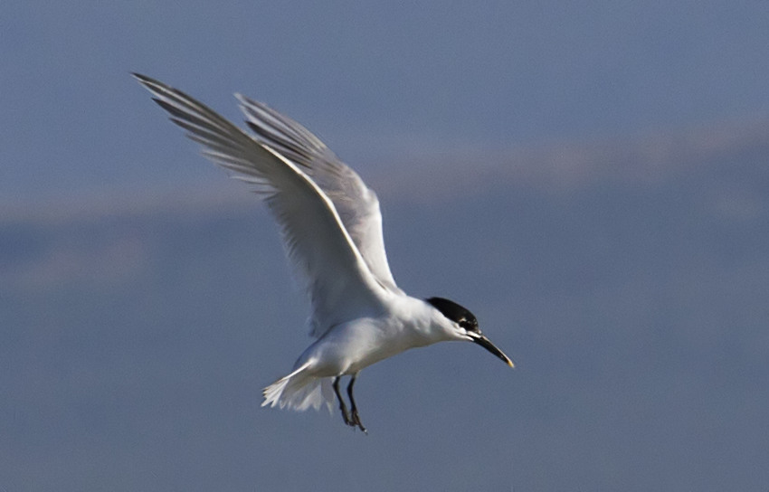 Sandwich Tern