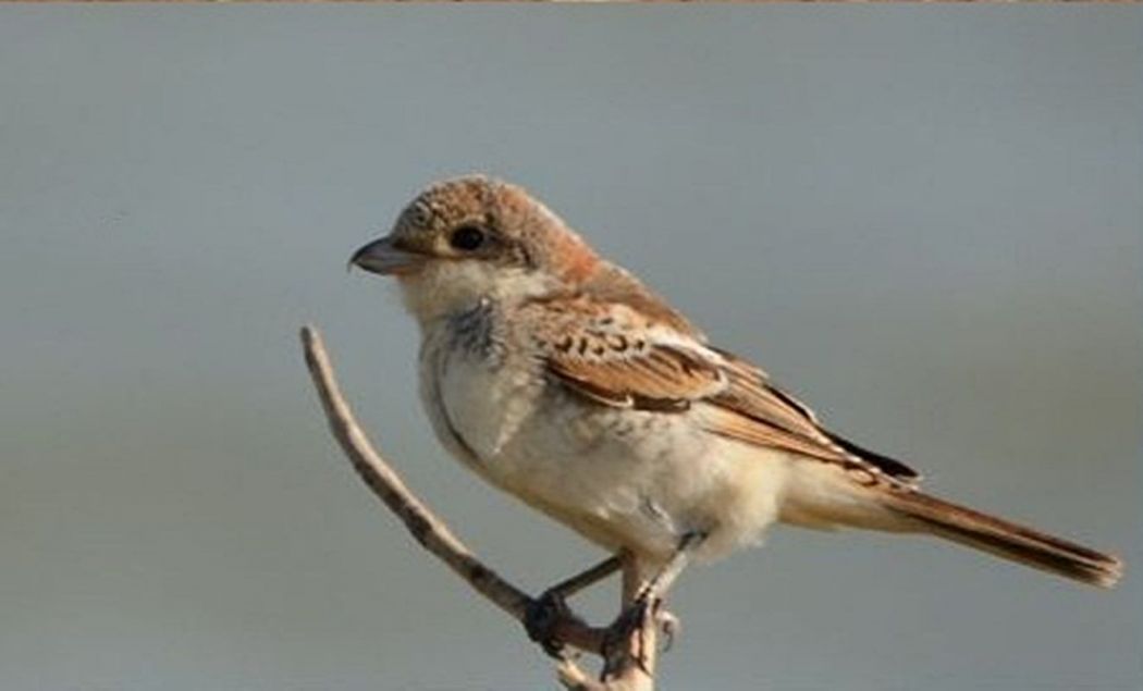 Woodchat Shrike