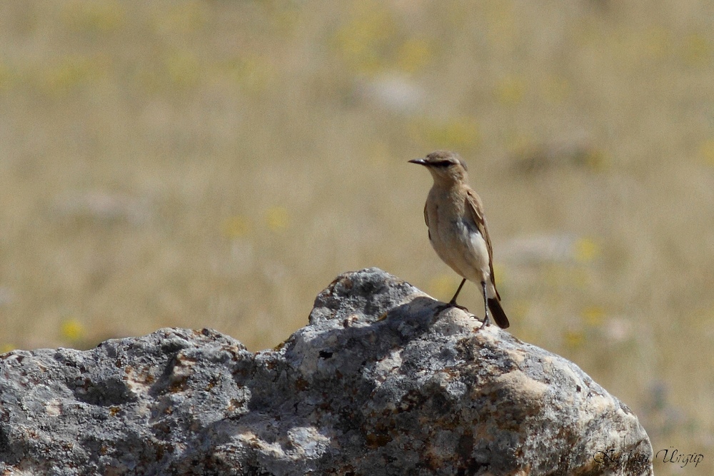 Isabelline Wheatear