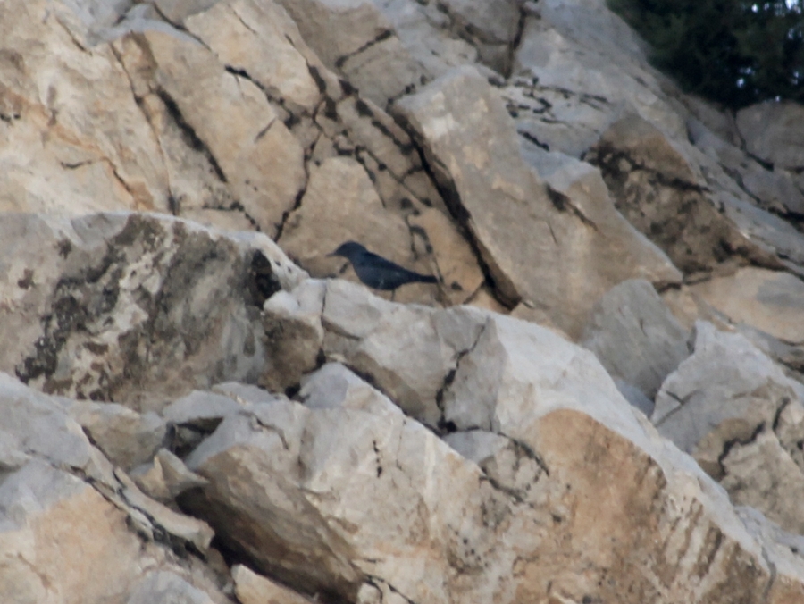 Blue Rock Thrush