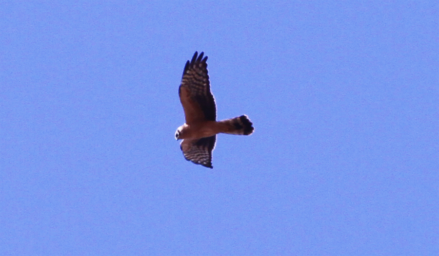 Montagu`s Harrier