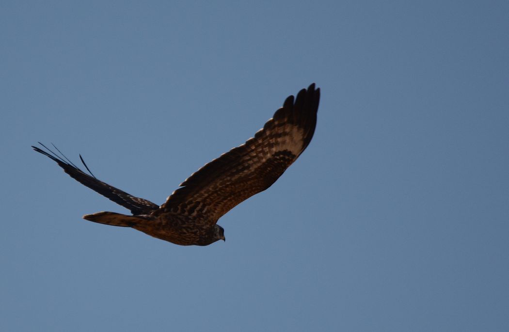 European Honey Buzzard
