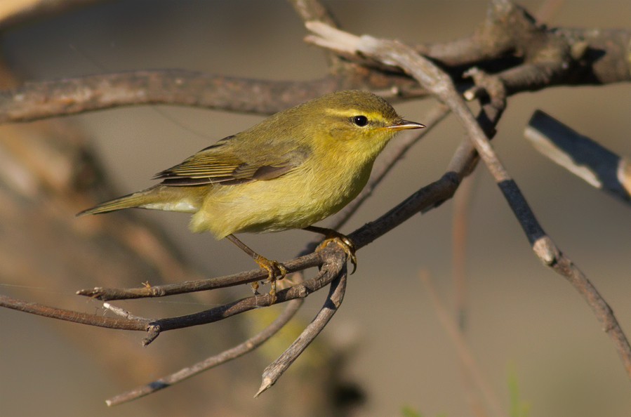 Willow Warbler