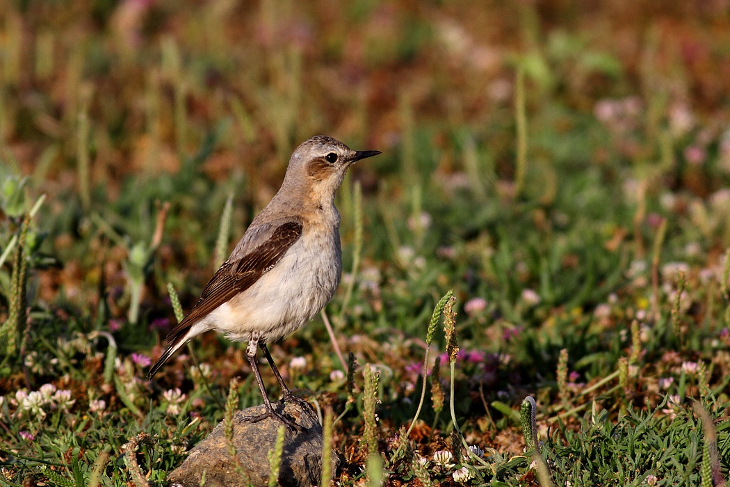 Northern Wheatear