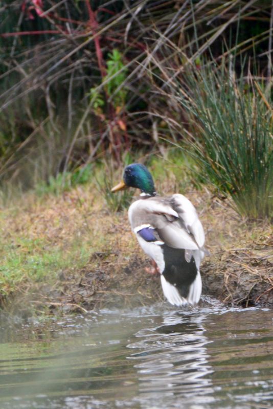 Mallard