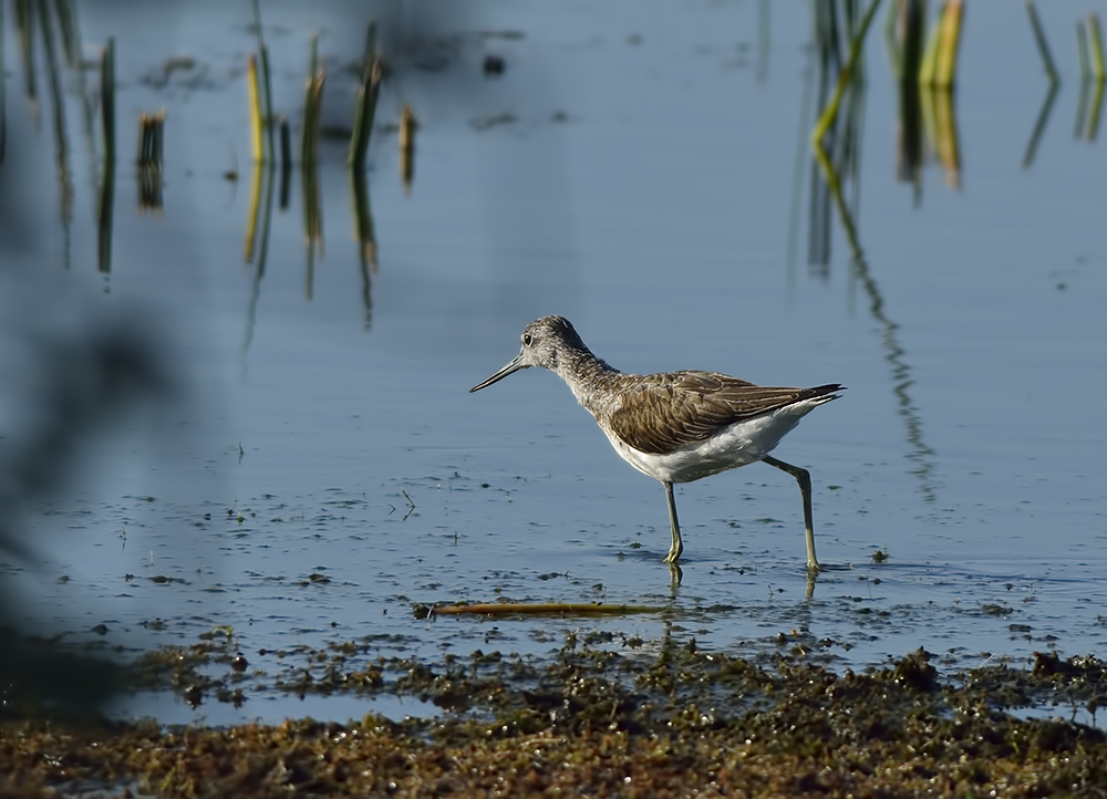 Common Greenshank