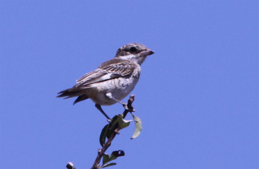 Woodchat Shrike