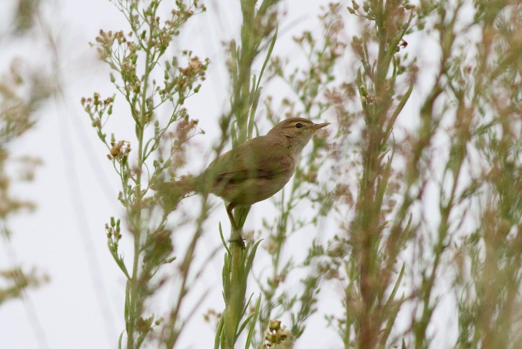 Booted Warbler