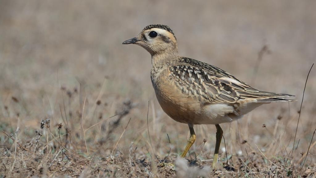 Eurasian Dotterel