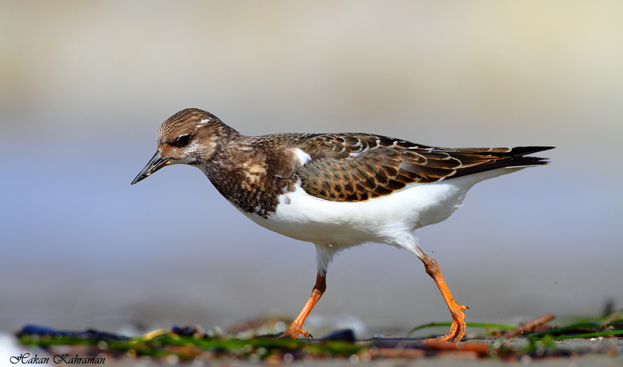 Ruddy Turnstone