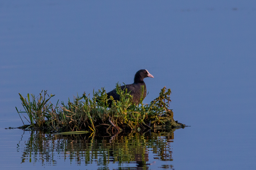 Eurasian Coot