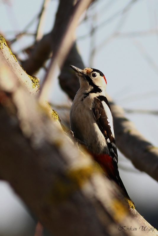 Syrian Woodpecker