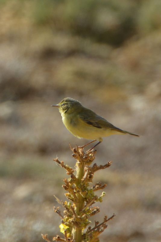 Willow Warbler