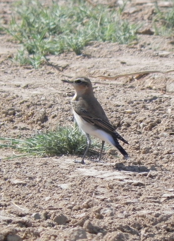 Northern Wheatear