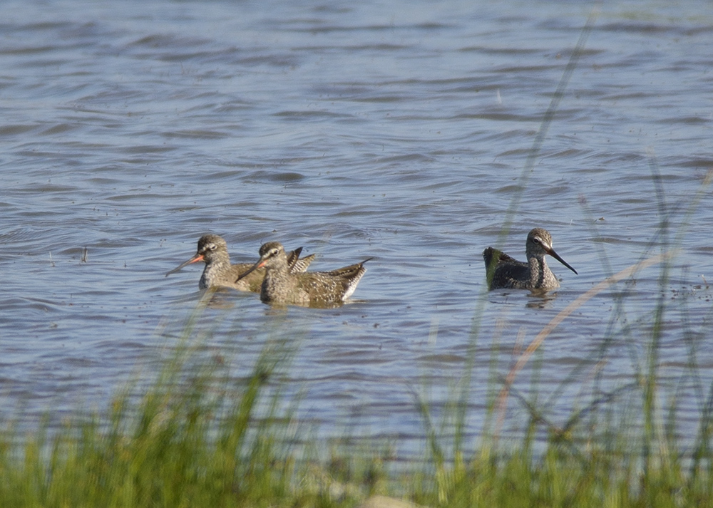 Spotted Redshank