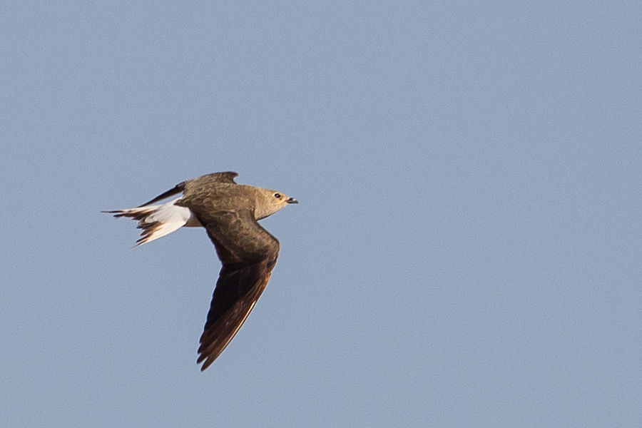 Black-winged Pratincole