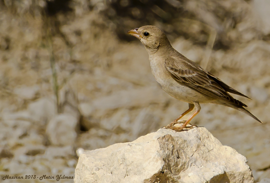 Pale Rockfinch
