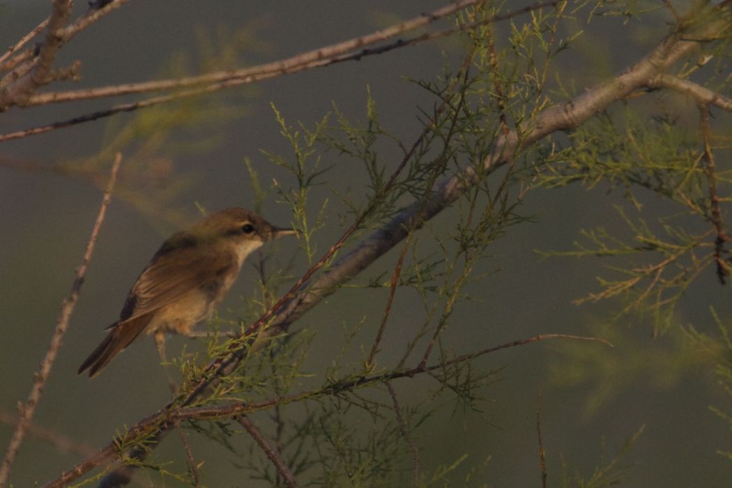 Common Reed Warbler