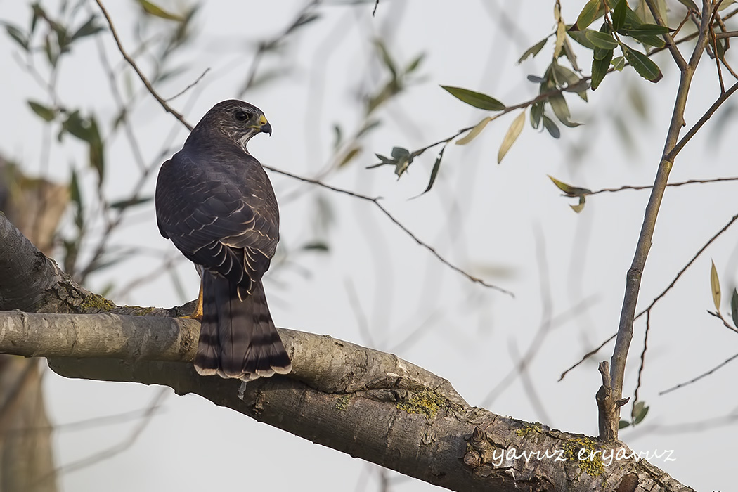 Levant Sparrowhawk