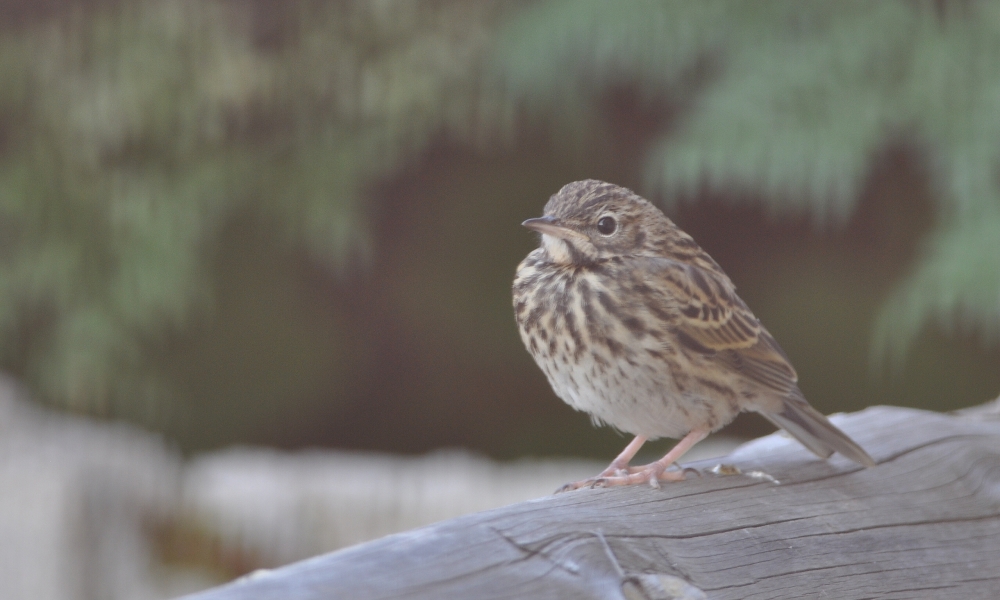 Meadow Pipit