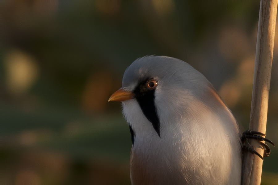 Bearded Reedling