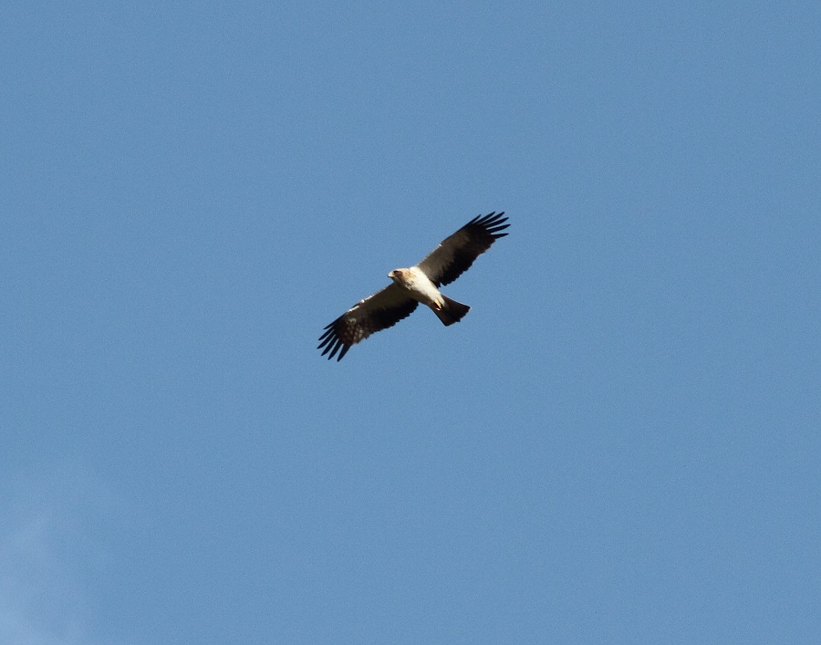 Booted Eagle