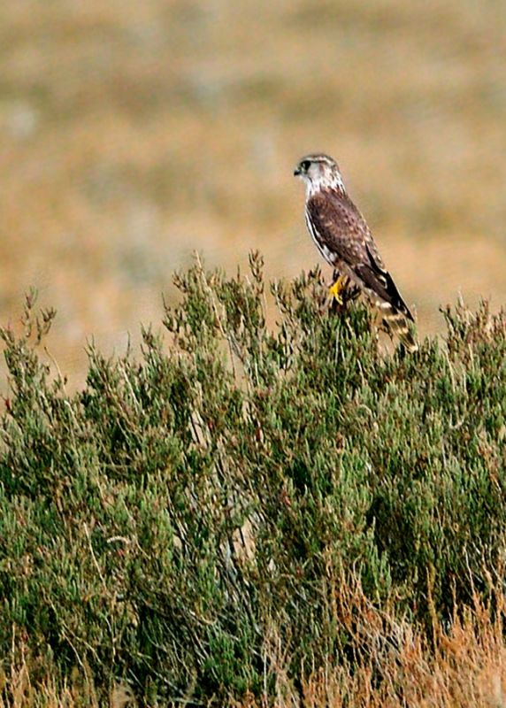 Merlin