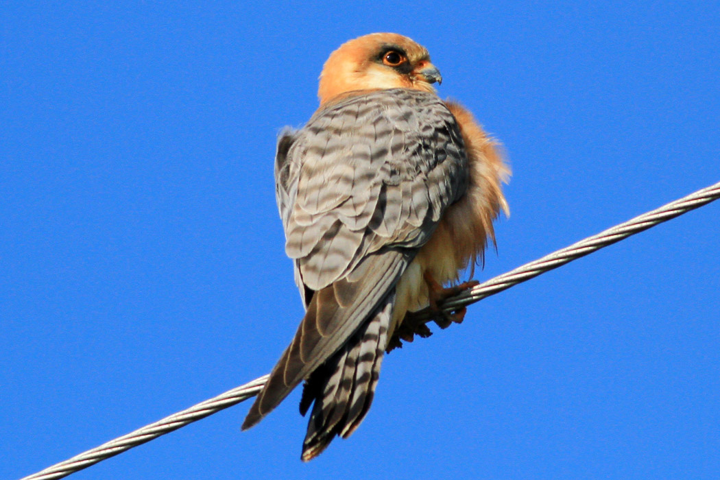 Red-footed Falcon