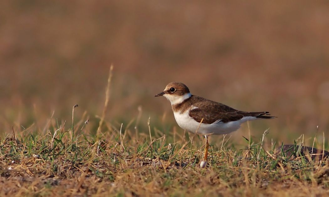 Common Ringed Plover