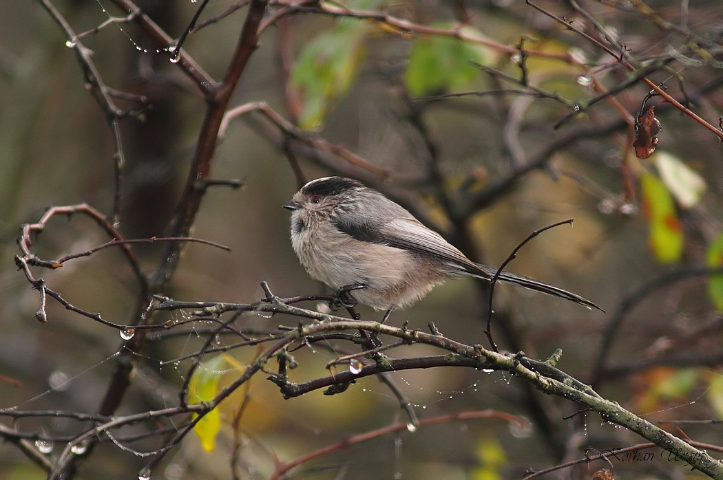 Long-tailed Tit